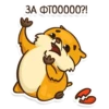 Hamster 26