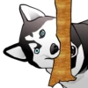 Husky memes 30