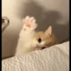 Kucing 5