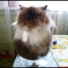 liquid cats 5
