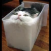liquid cats 7