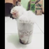 liquid cats 8