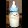 liquid cats 9