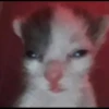 Kucing 6