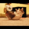 liquid cats 10