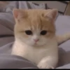 Kucing 7