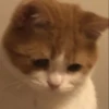 Kucing 8