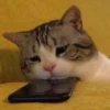 Kucing 9