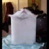liquid cats 14