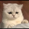 Kucing 10