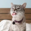 aicat 11