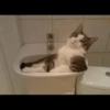 liquid cats 15