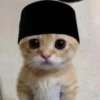 Kucing 11