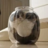liquid cats 16