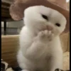 Kucing 13