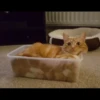 liquid cats 17
