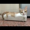 liquid cats 20