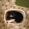 liquid cats 21