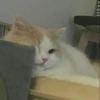 Kucing 16