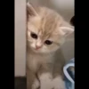Kucing 18