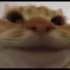 Kucing 19