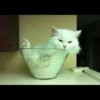 liquid cats 23