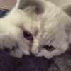 Kucing 20