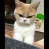 aicat 24