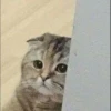 Kucing 22