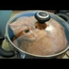 liquid cats 26