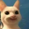 Kucing 23