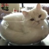 liquid cats 27