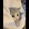 Kucing 24