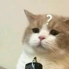 Kucing 25