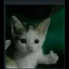 Kucing 27