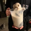 liquid cats 28