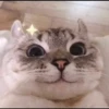 Kucing 28
