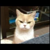 aicat 29
