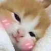 Kucing 29