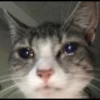 Kucing 30