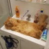 liquid cats 29