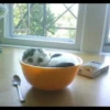 liquid cats 30