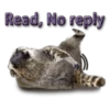 Naughty Raccoon ( 3