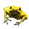 frogs 5