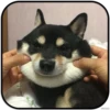 DogS 8