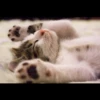 Gatinhuuuuus 6