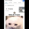 tempo de vida gato
TODAS SHOPPING
Gato / Expectativa de Vida
4 - 14 anos
NOTÍCIAS
na natureza
X
IMAGENS
Gatos de 14 anos
o
VIDEO