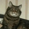 Funny Animals 3 5