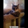 Gatinhuuuuus 8