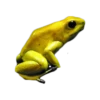 frogs 6